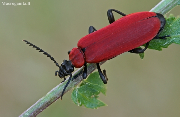 Black-headed Cardinal Beetle - Pyrochroa coccinea | Fotografijos autorius : Gintautas Steiblys | © Macronature.eu | Macro photography web site