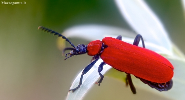 Black-headed Cardinal Beetle - Pyrochroa coccinea | Fotografijos autorius : Gediminas Gražulevičius | © Macronature.eu | Macro photography web site