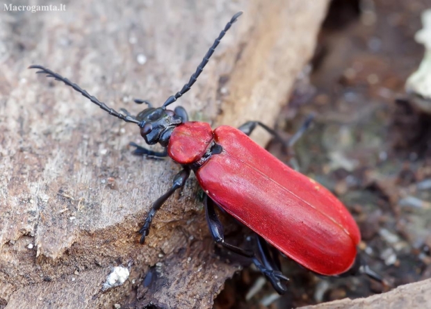 Black-headed Cardinal Beetle - Pyrochroa coccinea | Fotografijos autorius : Romas Ferenca | © Macronature.eu | Macro photography web site