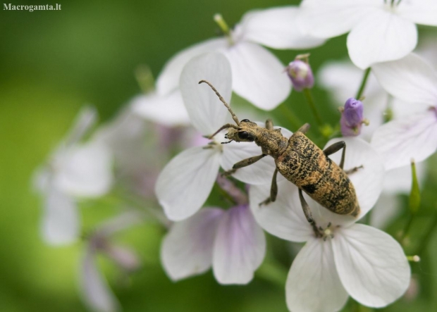 Black-spotted longhorn beetle - Rhagium mordax  | Fotografijos autorius : Saulius Drazdauskas | © Macronature.eu | Macro photography web site