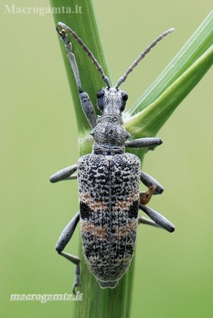 Black-spotted longhorn beetle - Rhagium mordax  | Fotografijos autorius : Arūnas Eismantas | © Macronature.eu | Macro photography web site