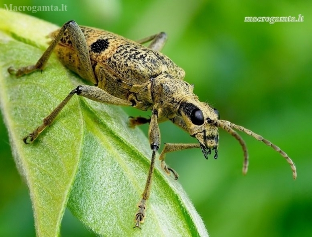 Black-spotted longhorn beetle - Rhagium mordax | Fotografijos autorius : Romas Ferenca | © Macronature.eu | Macro photography web site