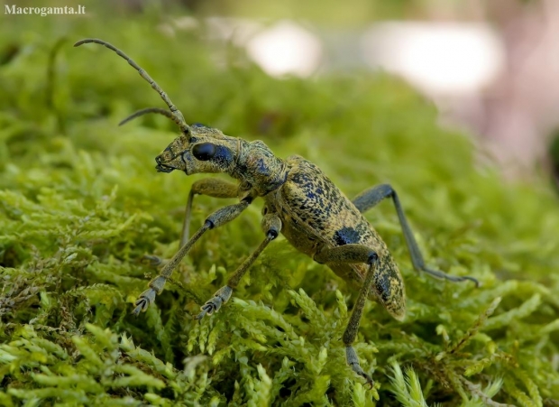 Black-spotted longhorn beetle - Rhagium mordax | Fotografijos autorius : Romas Ferenca | © Macrogamta.lt | Šis tinklapis priklauso bendruomenei kuri domisi makro fotografija ir fotografuoja gyvąjį makro pasaulį.