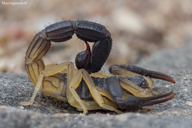 Skorpionas - Hottentotta jayakari | Fotografijos autorius : Žilvinas Pūtys | © Macrogamta.lt | Šis tinklapis priklauso bendruomenei kuri domisi makro fotografija ir fotografuoja gyvąjį makro pasaulį.