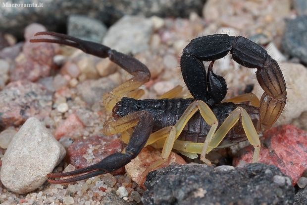 Skorpionas - Hottentotta jayakari | Fotografijos autorius : Gintautas Steiblys | © Macrogamta.lt | Šis tinklapis priklauso bendruomenei kuri domisi makro fotografija ir fotografuoja gyvąjį makro pasaulį.