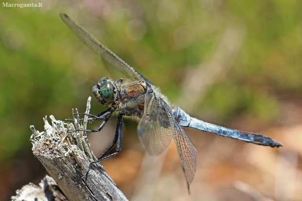 Black-tailed skimmer - Orthetrum cancellatum ♂ | Fotografijos autorius : Gintautas Steiblys | © Macronature.eu | Macro photography web site