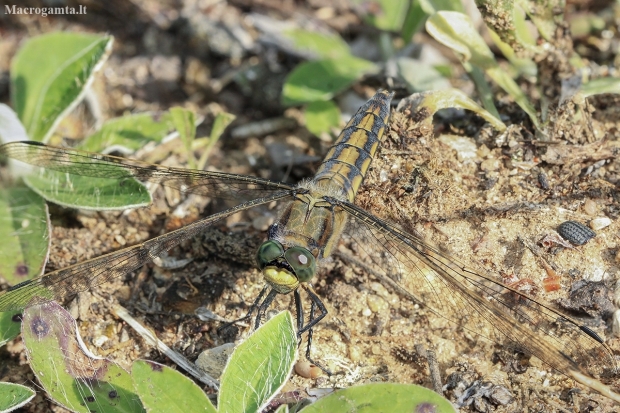 Black-tailed skimmer - Orthetrum cancellatum | Fotografijos autorius : Gintautas Steiblys | © Macronature.eu | Macro photography web site