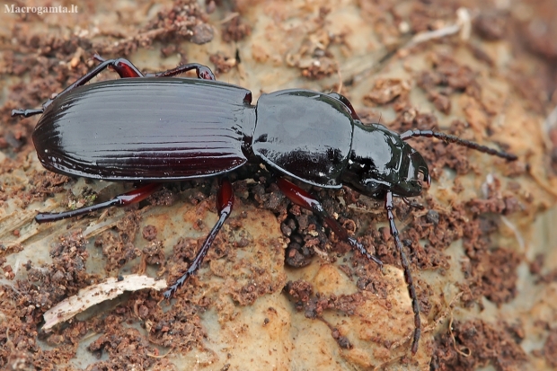 Blackclock ground beetle - Pterostichus sp. | Fotografijos autorius : Gintautas Steiblys | © Macronature.eu | Macro photography web site