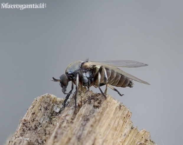 Blackfly - Simulium sp. | Fotografijos autorius : Romas Ferenca | © Macronature.eu | Macro photography web site