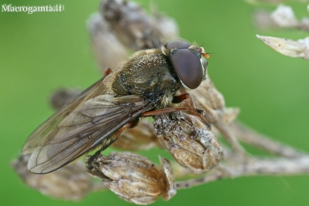 Blacklet - Cheilosia sp.  | Fotografijos autorius : Gintautas Steiblys | © Macronature.eu | Macro photography web site