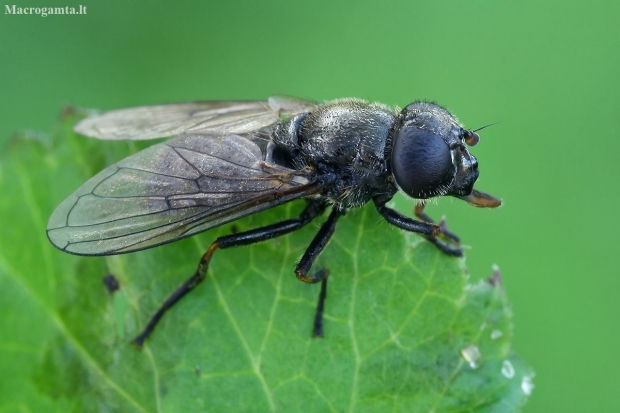 Blacklet - Cheilosia sp.  | Fotografijos autorius : Gintautas Steiblys | © Macronature.eu | Macro photography web site