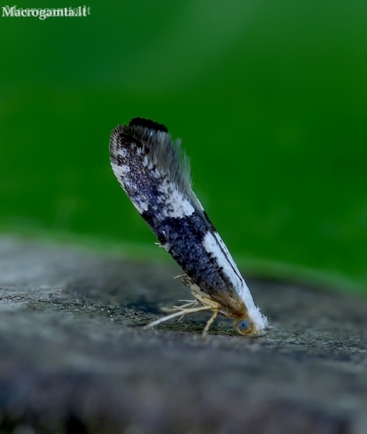 Blackthorn argent - Argyresthia spinosella | Fotografijos autorius : Romas Ferenca | © Macronature.eu | Macro photography web site