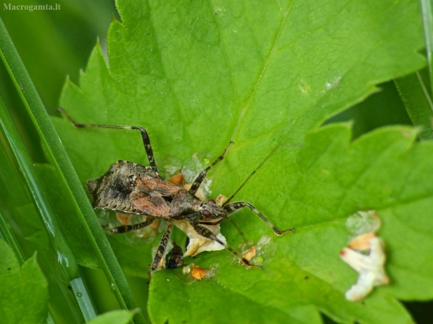 Žiaurioji skerdblakė - Himacerus apterus | Fotografijos autorius : Vidas Brazauskas | © Macrogamta.lt | Šis tinklapis priklauso bendruomenei kuri domisi makro fotografija ir fotografuoja gyvąjį makro pasaulį.
