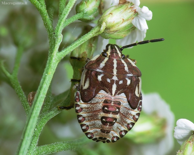 Rausvasparnė skydblakė - Carpocoris purpureipennis, nimfa | Fotografijos autorius : Vidas Brazauskas | © Macrogamta.lt | Šis tinklapis priklauso bendruomenei kuri domisi makro fotografija ir fotografuoja gyvąjį makro pasaulį.