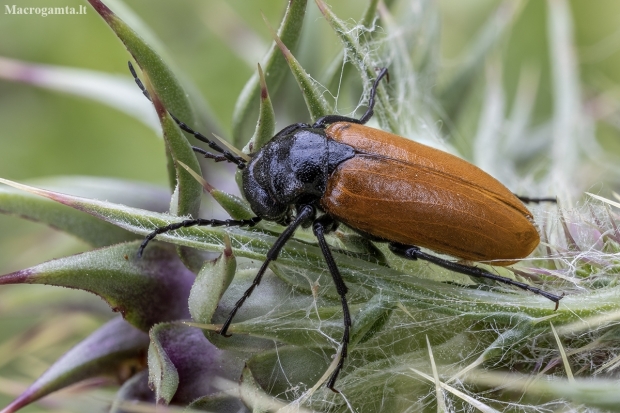 Blister beetle - Zonitis cf. immaculata | Fotografijos autorius : Žilvinas Pūtys | © Macrogamta.lt | Šis tinklapis priklauso bendruomenei kuri domisi makro fotografija ir fotografuoja gyvąjį makro pasaulį.