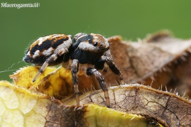 Jumping spider - Evarcha falcata | Fotografijos autorius : Gintautas Steiblys | © Macrogamta.lt | Šis tinklapis priklauso bendruomenei kuri domisi makro fotografija ir fotografuoja gyvąjį makro pasaulį.