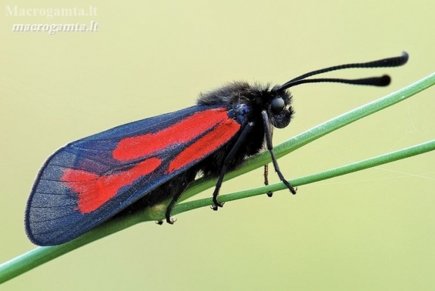 Raženinis (Siauradryžis) marguolis - Zygaena minos | Fotografijos autorius : Arūnas Eismantas | © Macronature.eu | Macro photography web site