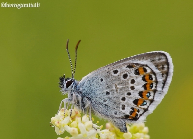 Blue - Plebeius idas / argus? | Fotografijos autorius : Deividas Makavičius | © Macronature.eu | Macro photography web site