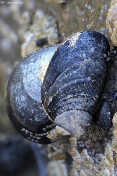Blue mussel - Mytilus edulis | Fotografijos autorius : Gintautas Steiblys | © Macronature.eu | Macro photography web site
