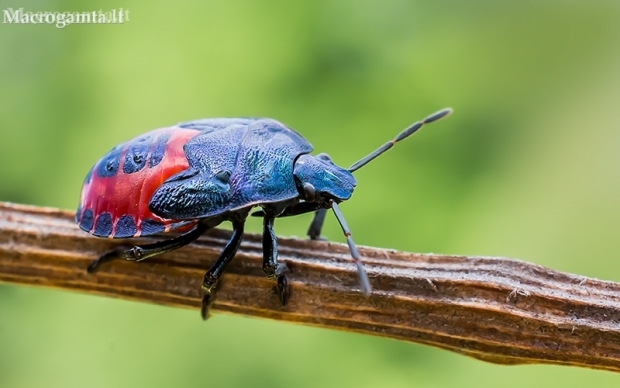 Blue shieldbug - Zicrona caerulea, nymph | Fotografijos autorius : Oskaras Venckus | © Macronature.eu | Macro photography web site
