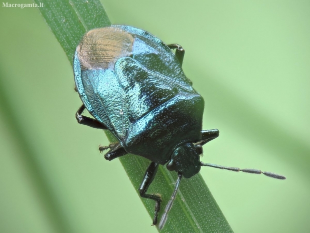 Blue shieldbug - Zicrona caerulea | Fotografijos autorius : Vidas Brazauskas | © Macronature.eu | Macro photography web site