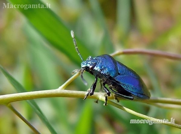 Blue shieldbug - Zicrona caerulea | Fotografijos autorius : Darius Baužys | © Macronature.eu | Macro photography web site