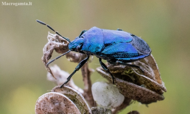 Blue shieldbug - Zicrona caerulea | Fotografijos autorius : Oskaras Venckus | © Macronature.eu | Macro photography web site