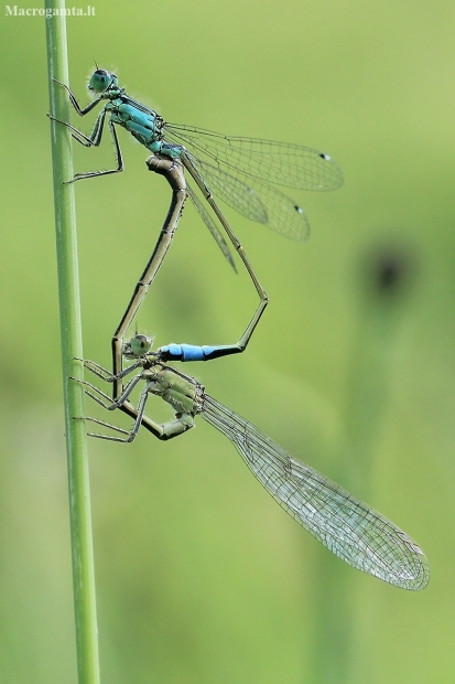 Blue-tailed Damselfly - Ischnura elegans | Fotografijos autorius : Gintautas Steiblys | © Macrogamta.lt | Šis tinklapis priklauso bendruomenei kuri domisi makro fotografija ir fotografuoja gyvąjį makro pasaulį.