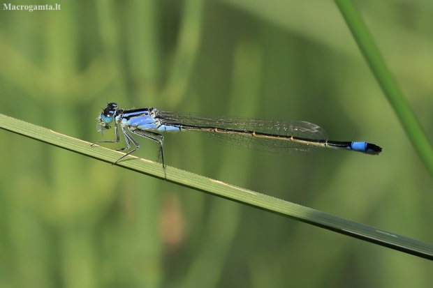 Blue-tailed Damselfly - Ischnura elegans | Fotografijos autorius : Gintautas Steiblys | © Macronature.eu | Macro photography web site