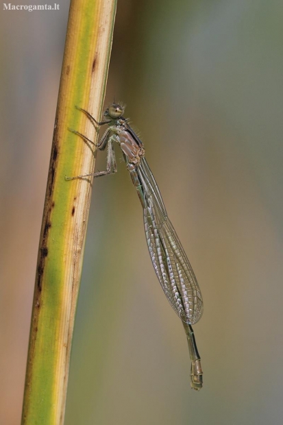 Elegantiškoji strėliukė - Ichnura elegans | Fotografijos autorius : Agnė Našlėnienė | © Macronature.eu | Macro photography web site