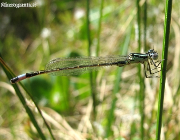 Blue-tailed damselfly - Ischnura elegans, male | Fotografijos autorius : Giedrius Švitra | © Macronature.eu | Macro photography web site