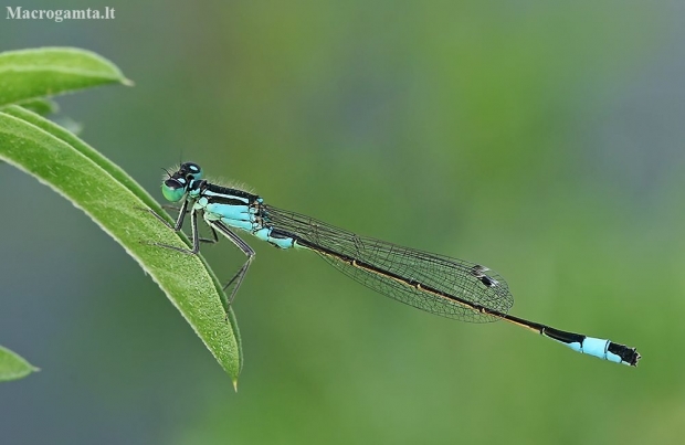 Blue-tailed damselfly - Ischnura elegans | Fotografijos autorius : Gintautas Steiblys | © Macronature.eu | Macro photography web site