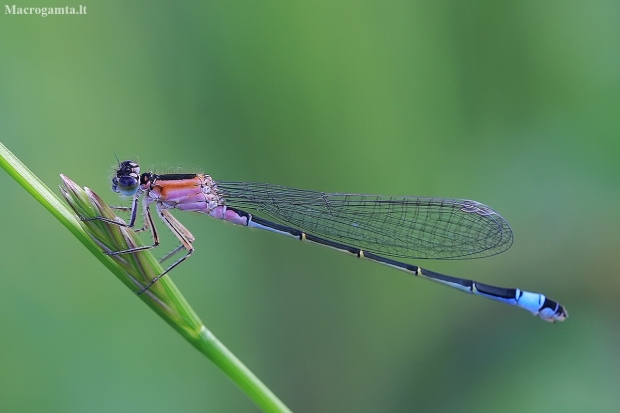 Elegantiškoji strėliukė - Ishnura elegans f. violacea | Fotografijos autorius : Gintautas Steiblys | © Macronature.eu | Macro photography web site