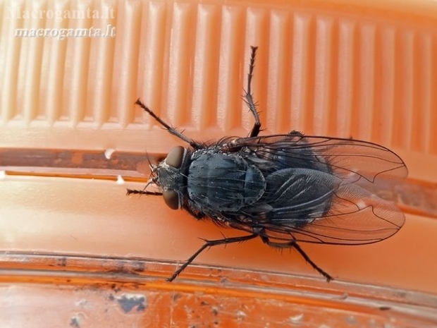 Bluebottle fly - Calliphora sp. | Fotografijos autorius : Darius Baužys | © Macronature.eu | Macro photography web site
