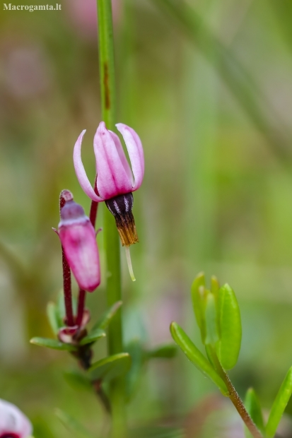 Bog cranberry | Vaccinium oxycoccos | Fotografijos autorius : Darius Baužys | © Macronature.eu | Macro photography web site