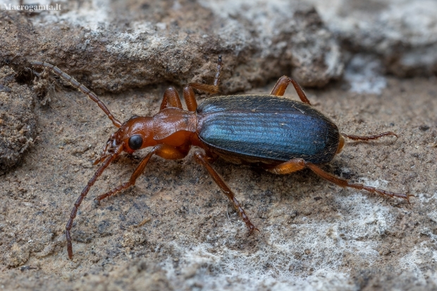 Bombardier beetle - Brachinus explodens | Fotografijos autorius : Žilvinas Pūtys | © Macronature.eu | Macro photography web site