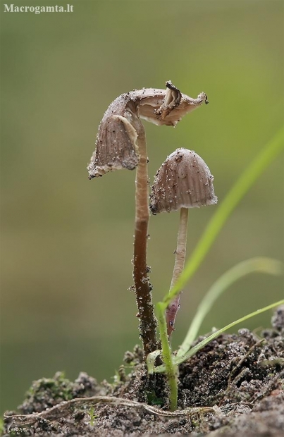 Bonnet - Mycena sp. | Fotografijos autorius : Gintautas Steiblys | © Macronature.eu | Macro photography web site