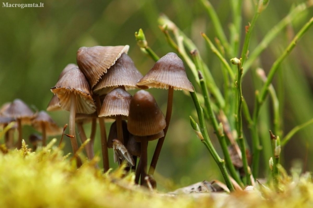 Šalmabudė - Mycena sp. | Fotografijos autorius : Vidas Brazauskas | © Macronature.eu | Macro photography web site