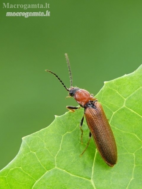 Bordered click beetle - Denticollis linearis | Fotografijos autorius : Darius Baužys | © Macrogamta.lt | Šis tinklapis priklauso bendruomenei kuri domisi makro fotografija ir fotografuoja gyvąjį makro pasaulį.