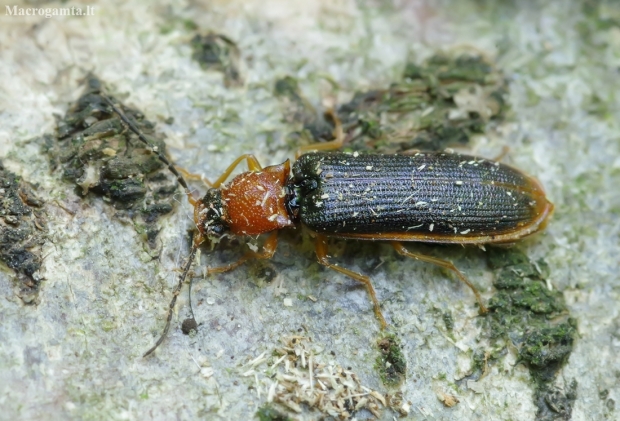 Bordered click beetle - Denticollis linearis | Fotografijos autorius : Romas Ferenca | © Macronature.eu | Macro photography web site