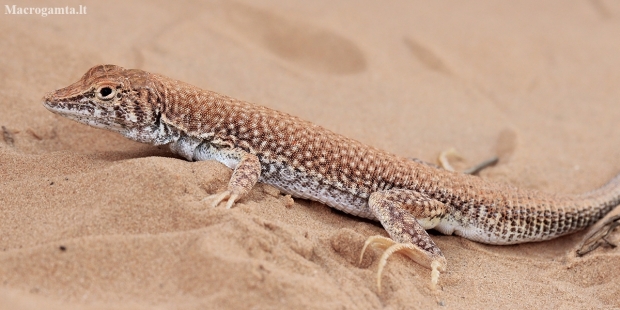 Duméril's Fringe-fingered Lizard - Acanthodactylus dumerilii | Fotografijos autorius : Gintautas Steiblys | © Macronature.eu | Macro photography web site