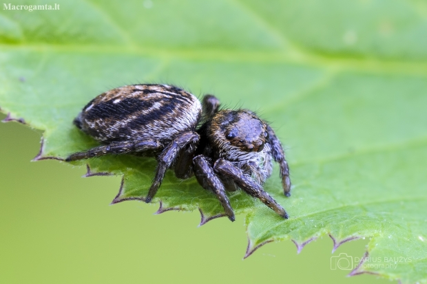 Bowed Jumper | Evarcha arcuata | female | Fotografijos autorius : Darius Baužys | © Macronature.eu | Macro photography web site