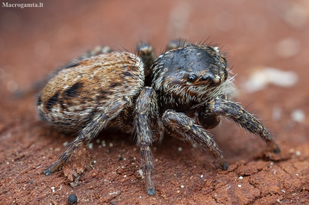 Bowed Jumper - Evarcha arcuata ♀ | Fotografijos autorius : Žilvinas Pūtys | © Macronature.eu | Macro photography web site