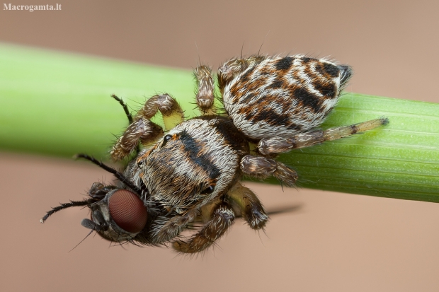 Bowed Jumper - Evarcha arcuata ♀ | Fotografijos autorius : Žilvinas Pūtys | © Macronature.eu | Macro photography web site