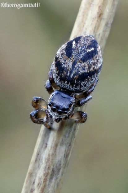 Bowed Jumper - Evarcha arcuata ♀ | Fotografijos autorius : Gintautas Steiblys | © Macronature.eu | Macro photography web site