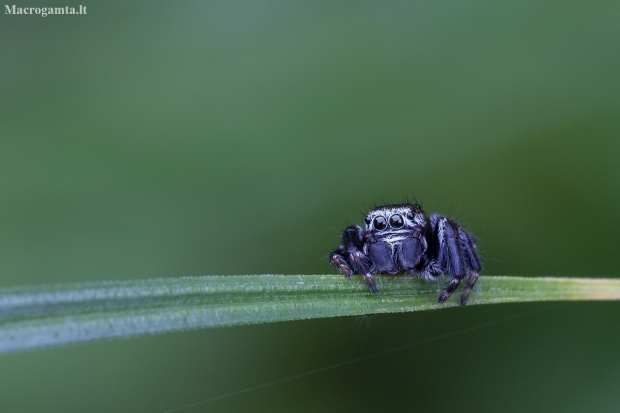 Bowed Jumper - Evarcha arcuata ♂ | Fotografijos autorius : Žilvinas Pūtys | © Macronature.eu | Macro photography web site