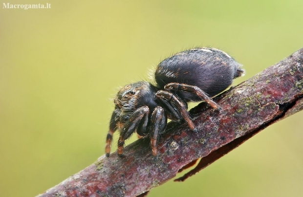 Bowed Jumper - Evarcha arcuata  | Fotografijos autorius : Gintautas Steiblys | © Macronature.eu | Macro photography web site