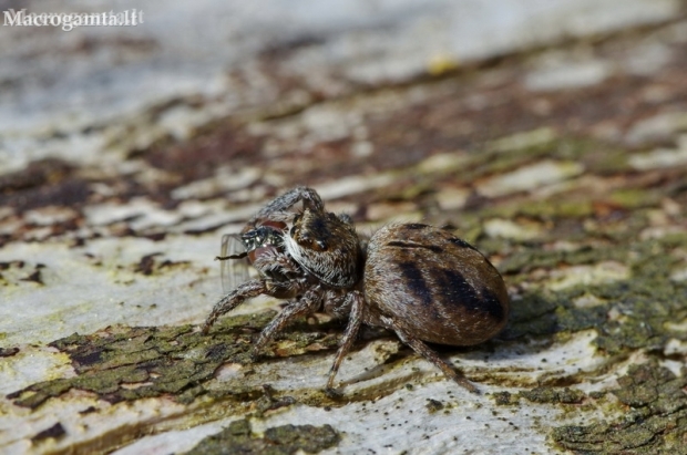 Vaivorykštinis musgaudis - Evarcha arcuata | Fotografijos autorius : Deividas Makavičius | © Macronature.eu | Macro photography web site
