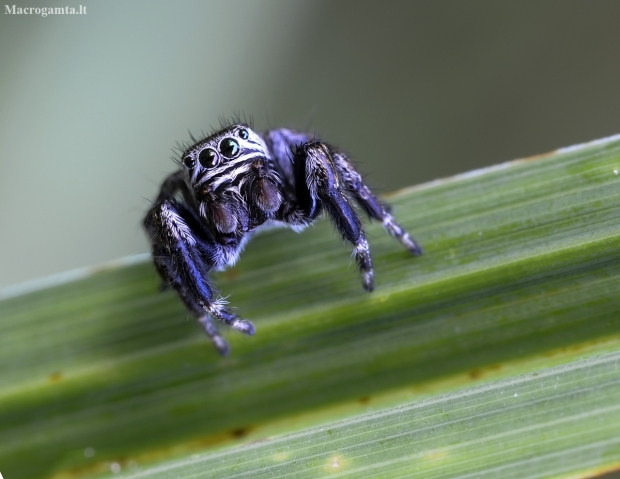 Bowed Jumper - Evarcha arcuata | Fotografijos autorius : Kazimieras Martinaitis | © Macronature.eu | Macro photography web site