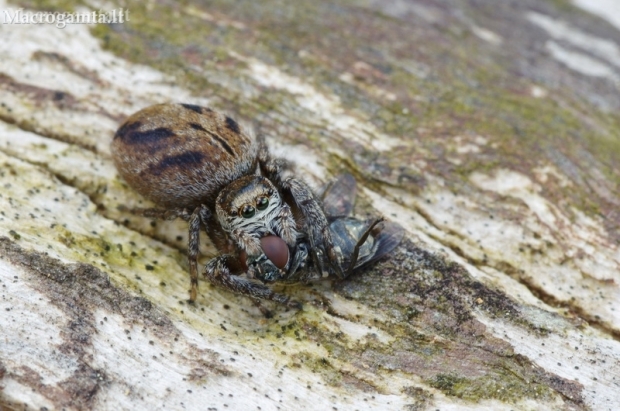 Bowed Jumper - Evarcha arcuata | Fotografijos autorius : Deividas Makavičius | © Macronature.eu | Macro photography web site